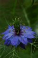 Picture Title - Nigella