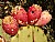 Prickly Pear Cactus Fruit