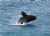 Southern Right Whale