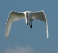 Picture Title - Heavenly Egret