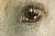 The eye