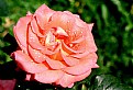 Picture Title - morning rose