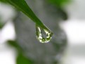 Picture Title - Water on Pepper plant