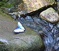 Picture Title - blue morpho