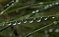 Picture Title - rain drops-2-