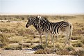 Picture Title - Two Zebra