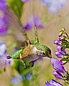 Picture Title - On Gossamer Wings