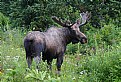 Picture Title - Moose