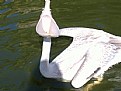 Picture Title - Pelican yawn