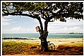 Picture Title - tree and bike
