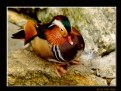 Picture Title - Mandarin the Duck