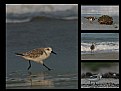Picture Title - Birds enjoying the florida beach