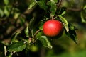 Picture Title - apple I