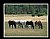 5 Horses Grazing in a Field