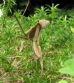 Picture Title - Praying Mantis face to face