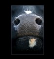 Picture Title - Cow portrait