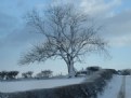 Picture Title - Snow Covered Tree