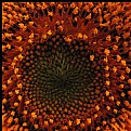 Picture Title - Sunflower Macro 1