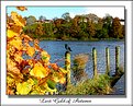 Picture Title - Last Gold of Autumn