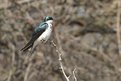 Picture Title - Tree Sparrow