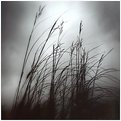 Picture Title - dark grass