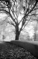 Picture Title - tree
