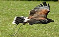 Picture Title - Panning with a Harris hawk