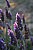 Lavanda...