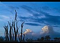 Picture Title - Ocatillo Sky