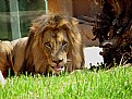 Picture Title - King of the jungle