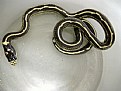 Picture Title - baby snake