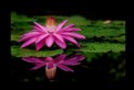 Picture Title - Water Lily