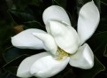 Picture Title - Magnolia in My Yard