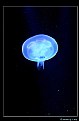 Picture Title - Jelly-fish