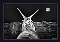 Picture Title - Snail III  "Ohhh...The Moon"