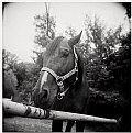 Picture Title - nico