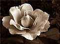 Picture Title - SepiaRose