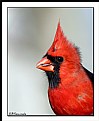 Picture Title - Mr. Cardinal