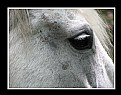 Picture Title - Grey Horse