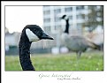 Picture Title - Goose Interrupted