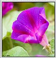 Picture Title - Morning Glory