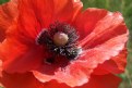 Picture Title - Poppy
