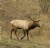 Tule Elk Walking