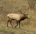 Picture Title - Tule Elk Walking