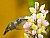 Female Rufous Hummingbird