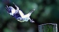 Picture Title - Mockingbird taking flight