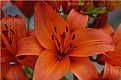 Picture Title - Vermillion Lilies