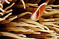 Picture Title - anemone fish-2