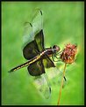 Picture Title - Little Dragonfly