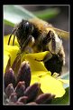 Picture Title - Busy Bee